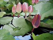 Lily Pond