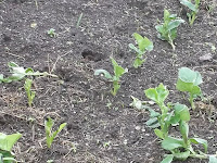 Allotment Growing - Autumn Sown Broad Beans - Seedlings