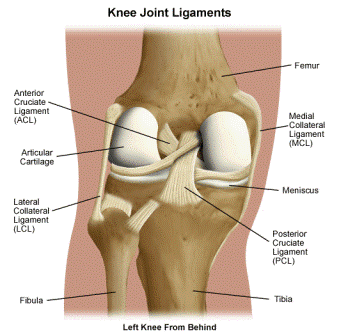 Elementele componente ale articulatiei genunchiului