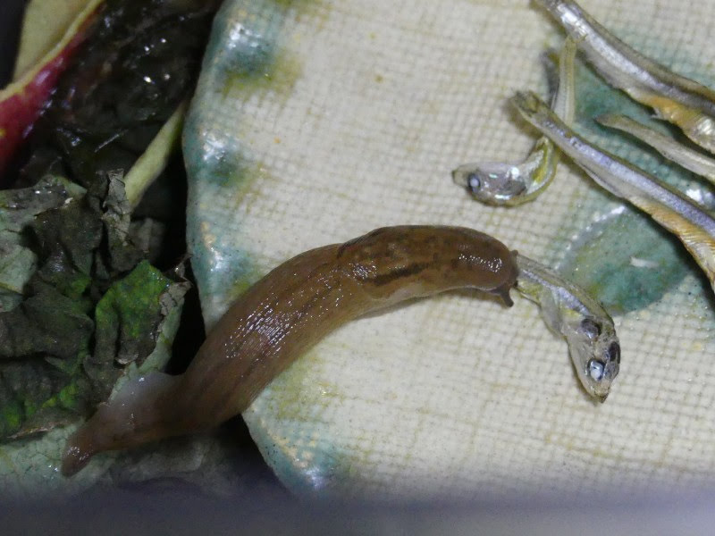 S こんちゅーぶ 煮干しを食べるチャコウラナメクジ 10倍速映像