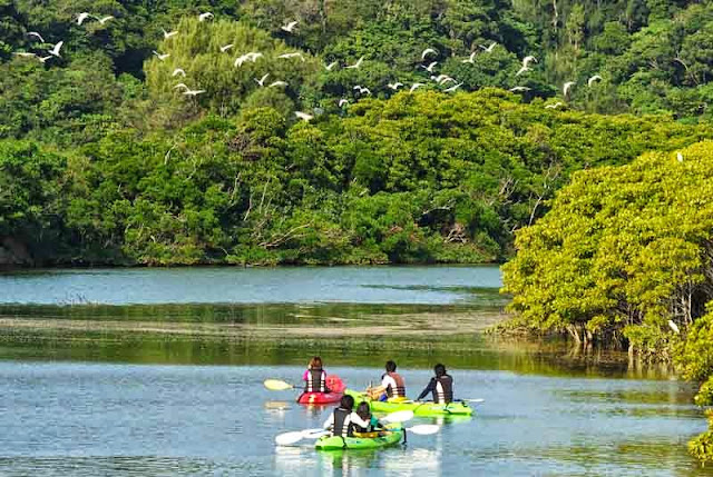 kayaks, river, mangrove,birds in flight