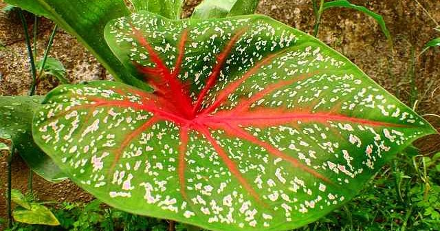 Cara Menanam Dan Merawat Tanaman Keladi Hias