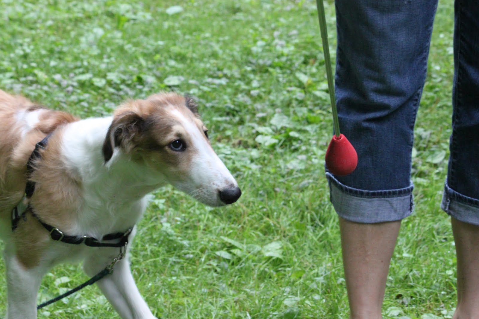 Hemlock Hollow Dog Training with Chris Danker CPDTKA KPACTP Puppy