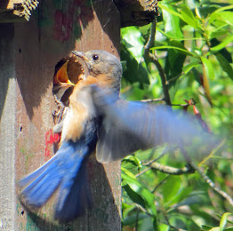 Eastern Bluebird