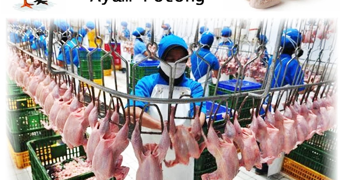 Alamat Pusat Grosir Ayam Potong - Distributor dan Pabriknya - TEMPAT