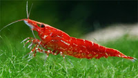 Red Cherry Shrimp Red Cherry Shrimp