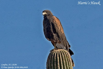 Gavilán mixto Parabuteo unicinctus