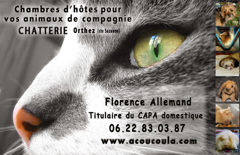 chat animaux