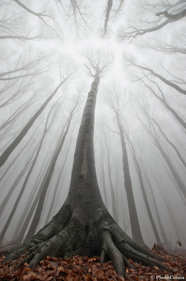 The Surreal Forests of Romania