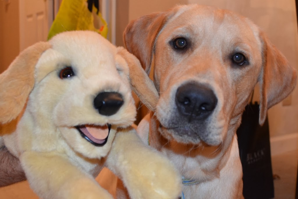 Whom You Know Whom You Know Continues to Highly Folkmanis