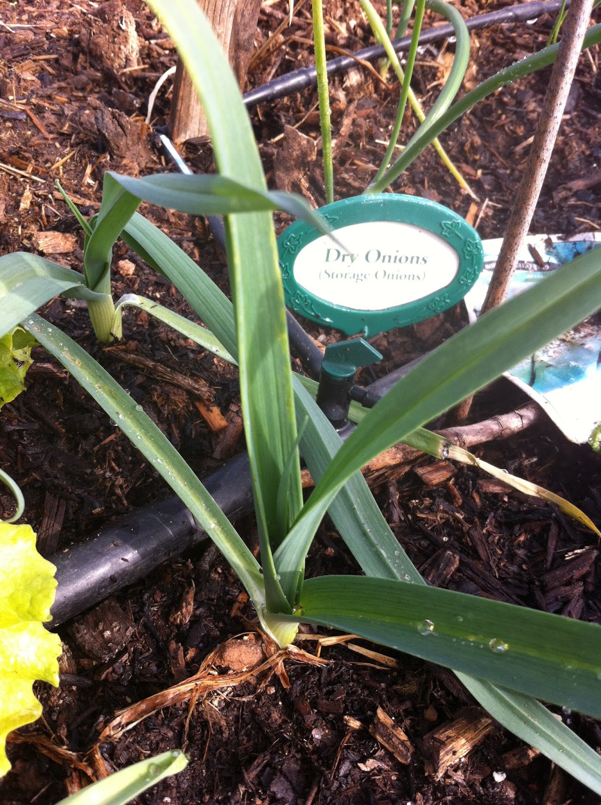 How to grow the perfect onion in the AZ low Desert (or so we hope!)