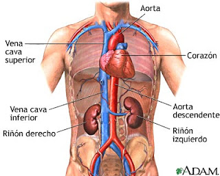 Efectos de los esteroides en el organismo