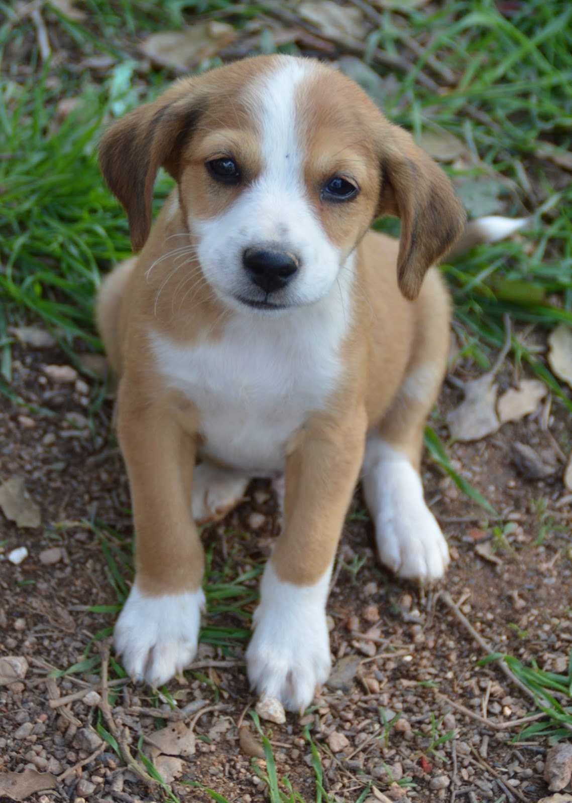 Hunde aus ZentralPortugal adoptieren Nico