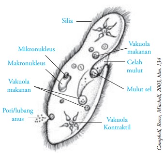 Reproduksi Paramecium  Ciri Gambar Paramecium  