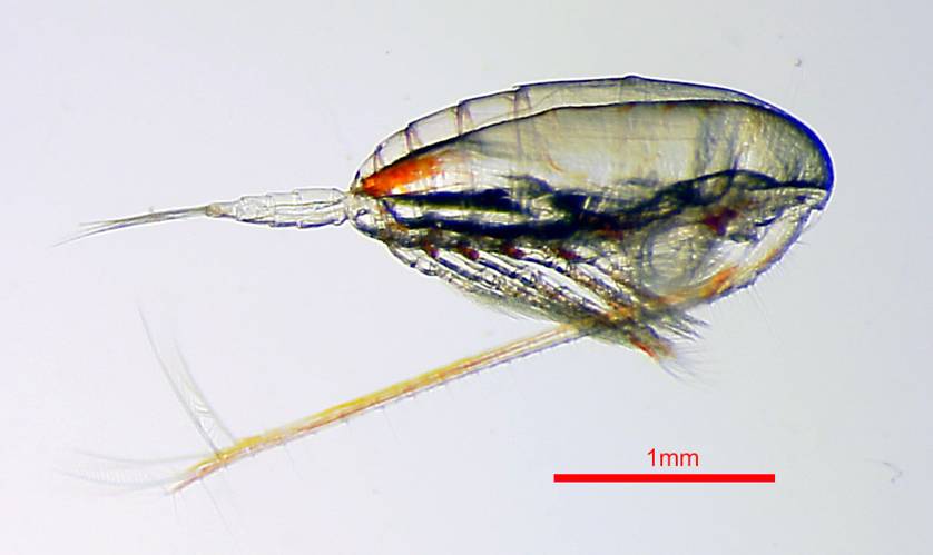 Compañeros de viaje: Calanus finmarchicus