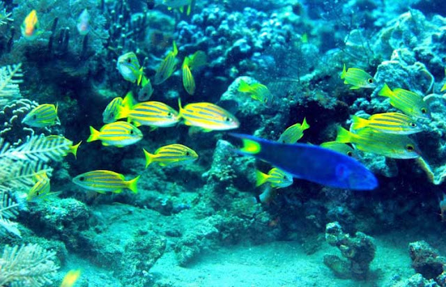 Pengertian Ekosistem Laut Terumbu Karang Dan Zona Perlindungannya