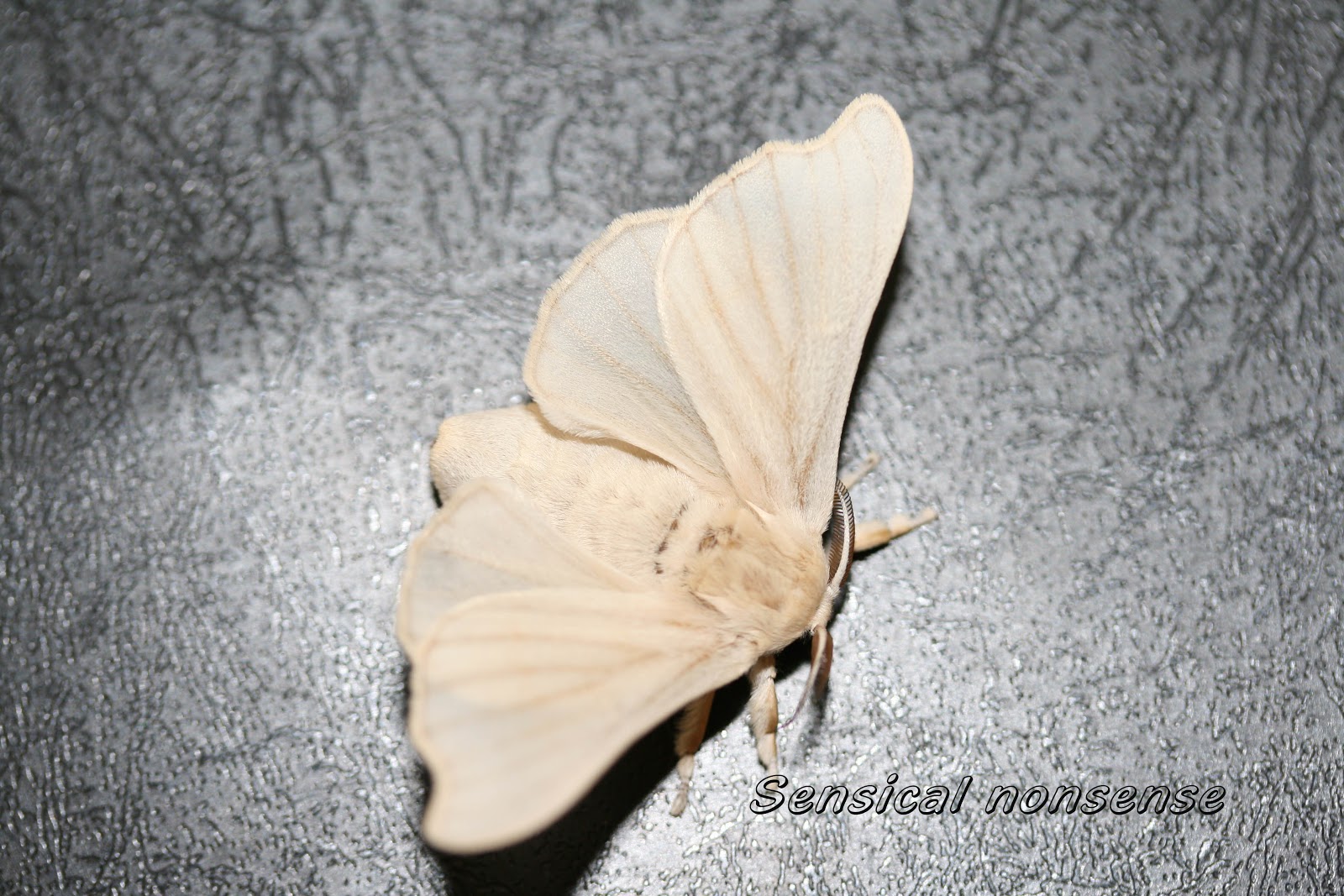 bombyx mori bombyx mori