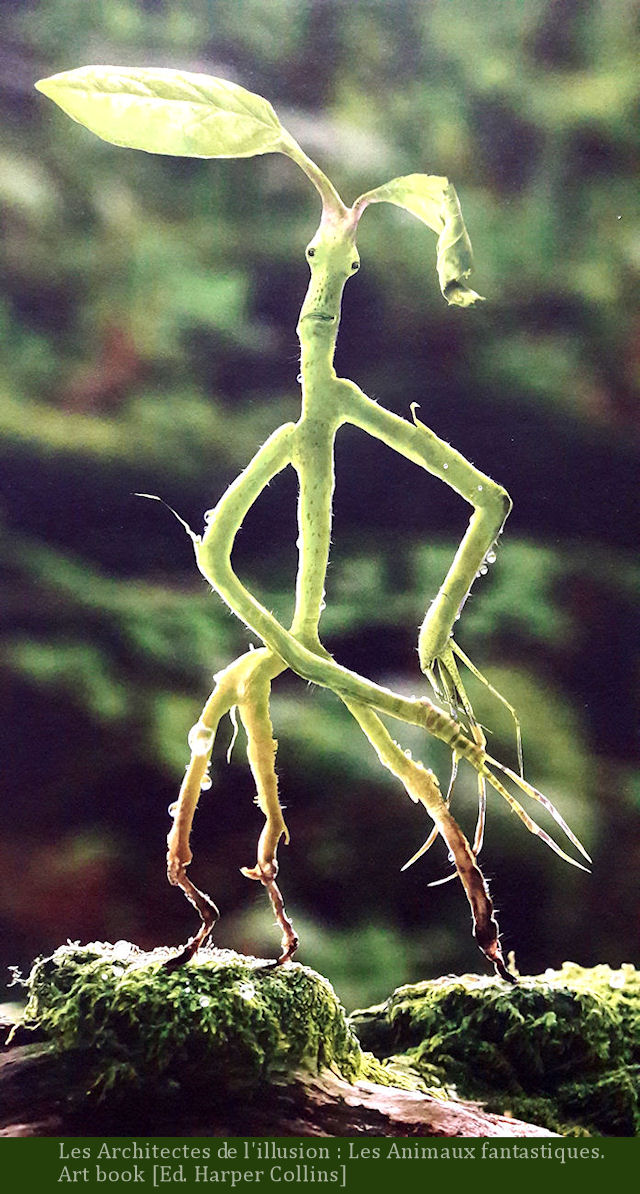 Potter Frenchy Party Une Fete Chez Les Sorciers Inspiration Pickett Le Botruc Bowtruckle Les Animaux Fantastiques