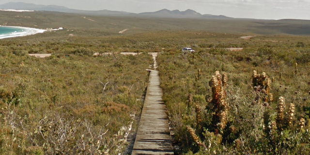 Street View imagery of Royal Hakea plant species, seen along East Mount Barren