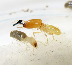 A soldier and workers of Pericapritermes termite