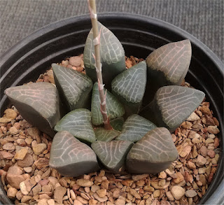 Haworthia bayeri