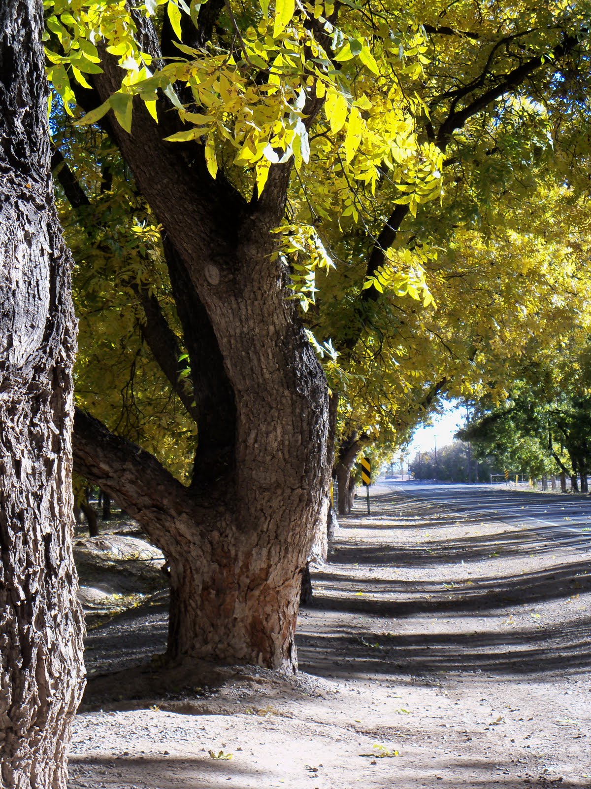 Tumbleweed Crossing Pecan Trees