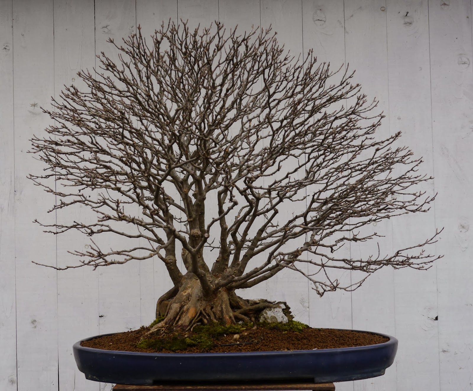 Bonsai das schönste Hobby der Welt
