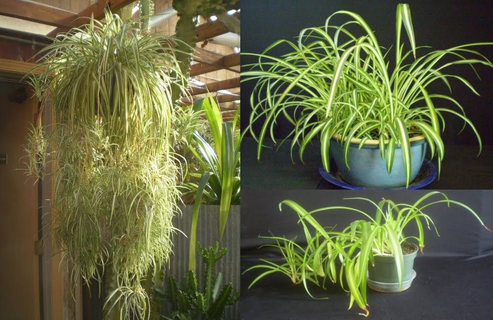 花のない屋内植物 - チンタまたはマラマドレ (Chlorophytum comosum)
