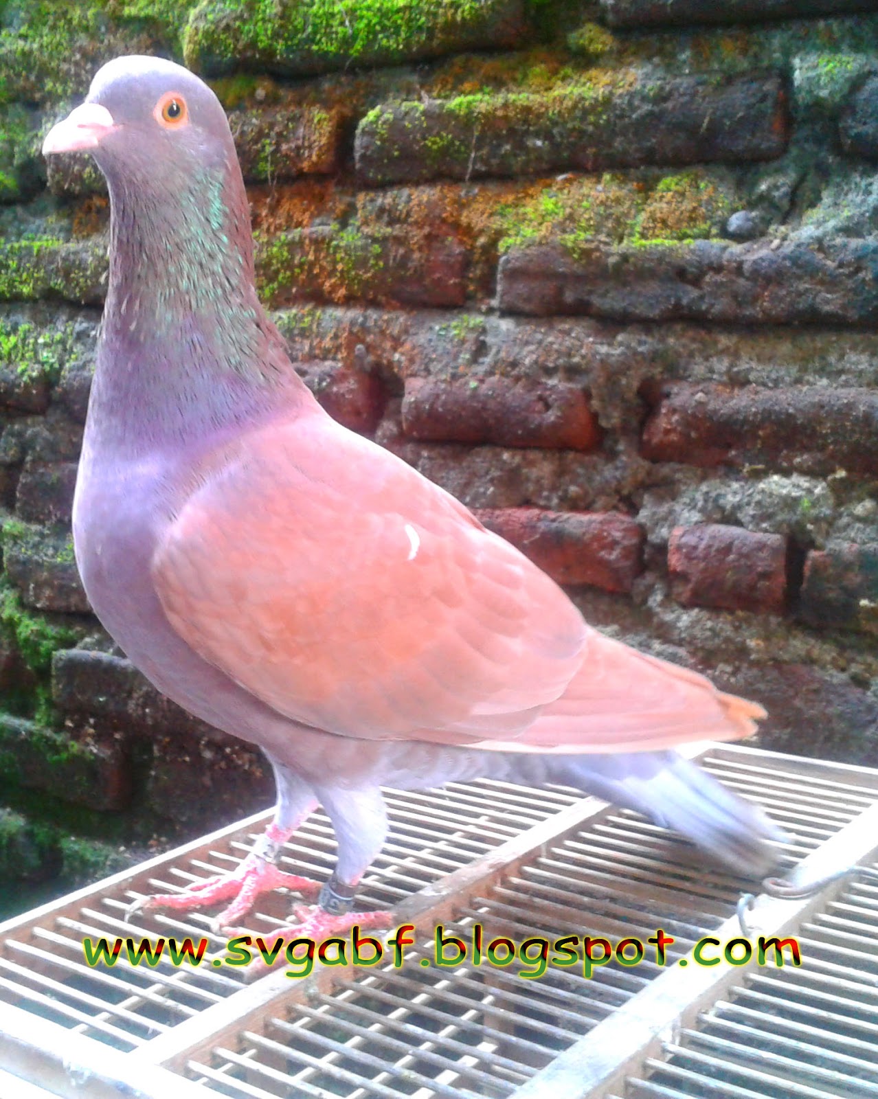 Merpati Balap SvGA Bird Farm Januari 2012