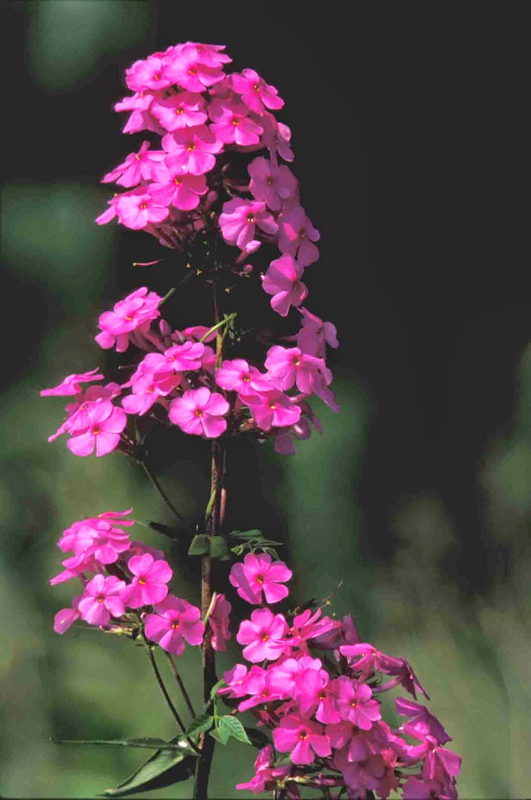Kentucky Native Plant and Wildlife