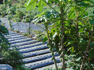 Bukit pandang ratapan angin