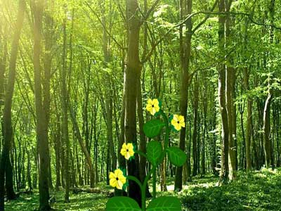 Escape Panda from Fire Forest - Juegos de Escape