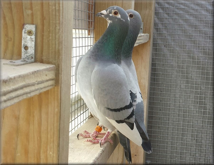 Pigeon Fever Laatjes