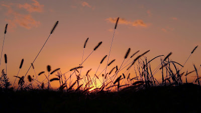 Wallpaper Theme Sunset Grass 1366x768