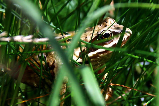 european common brown frog