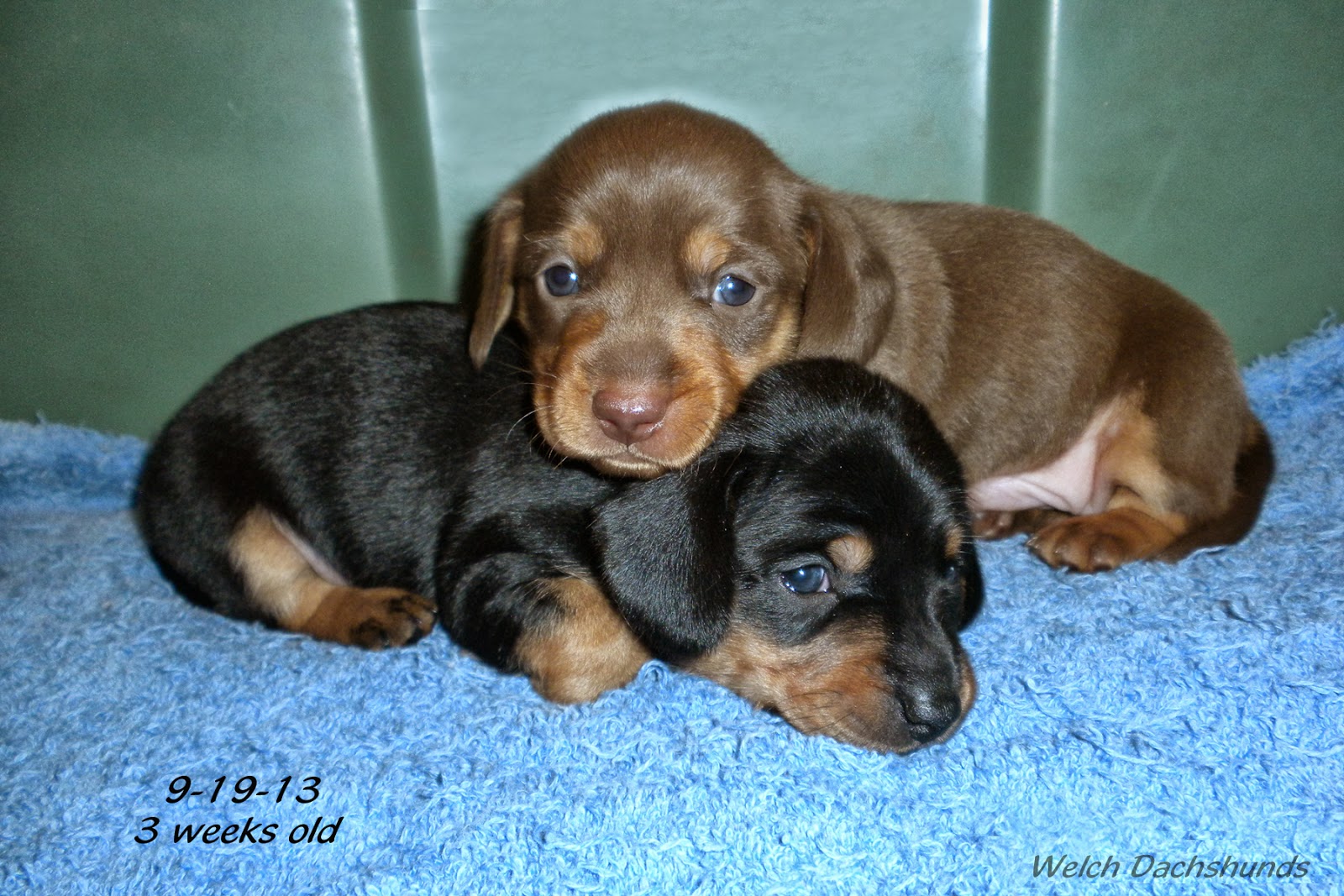 Welch Dachshunds: 9-21-13 Dixie's pups 3 weeks old