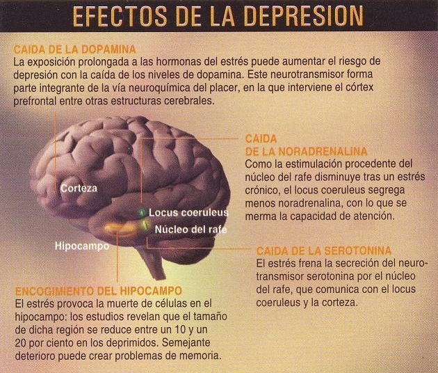 Como crear mas serotonina