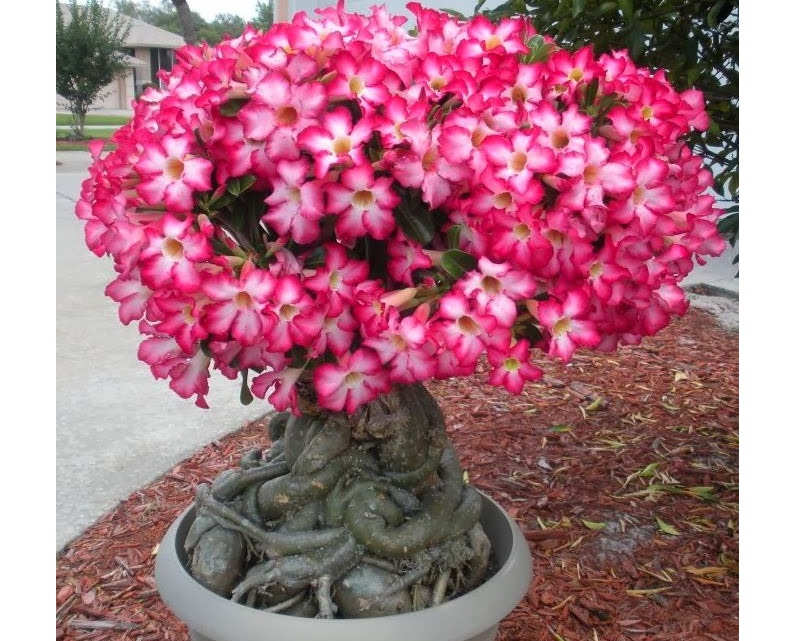 the best ornamental plants review Beautiful Adenium 