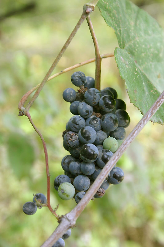 Pics & Pieces Possum grapes and grapevines....