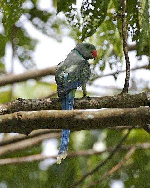 Different Types Of Parrots In Kerala Photographs are moving in the world: About & list of Kerala Birds