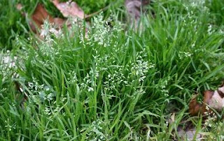 blue grass weed in tomato field