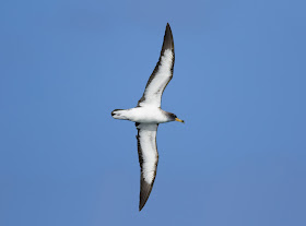 Cory's Shearwater - Scilly Pelagics