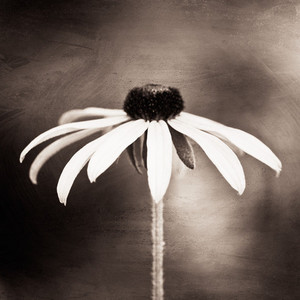 Fine Art Nature Photography Fine Art Nature Photography