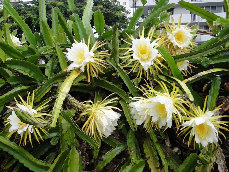 Inspiring Nature Photography By Carol Reynolds Cereus Night Blooming