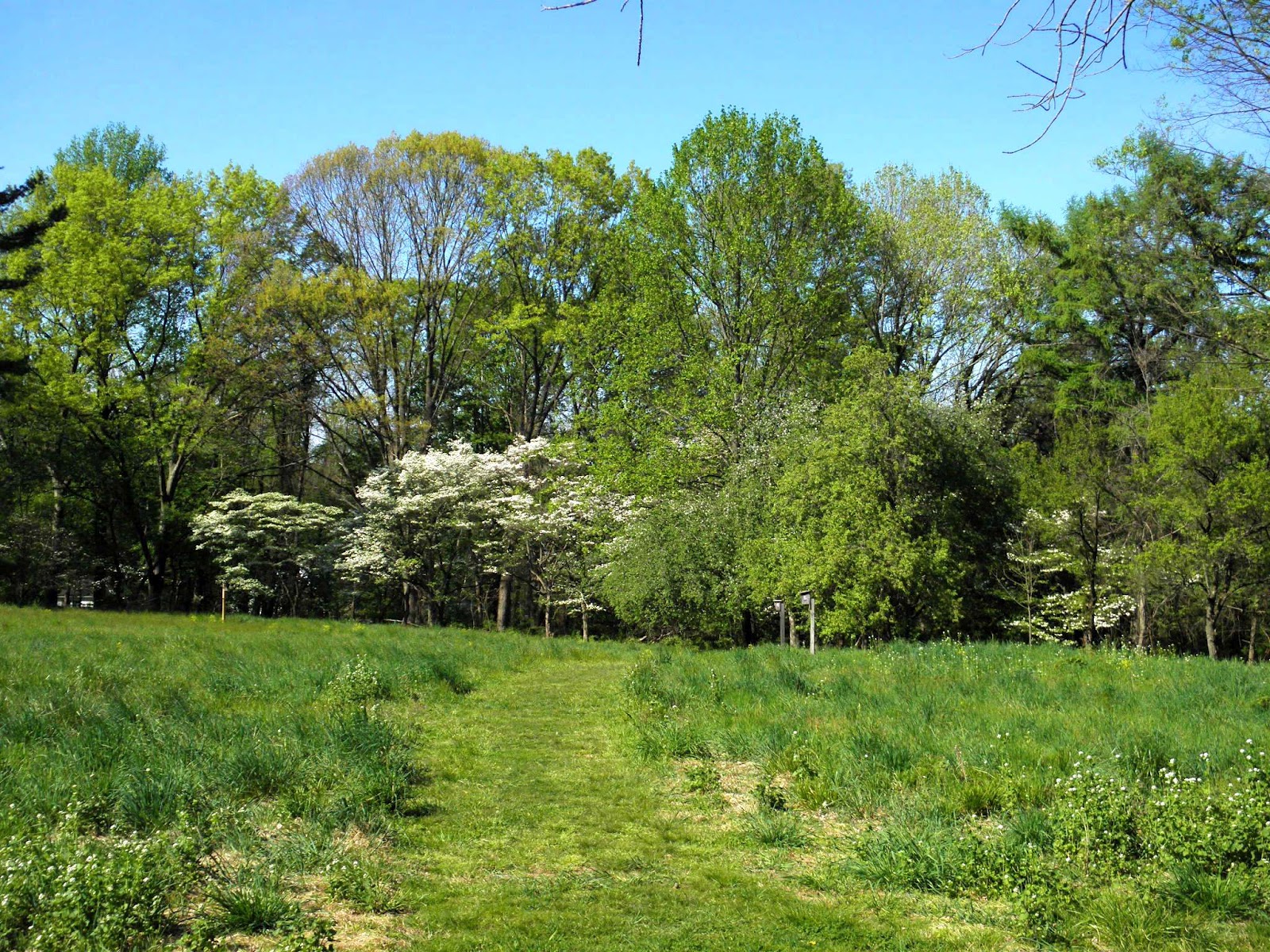 Blooming Dogwood Trees