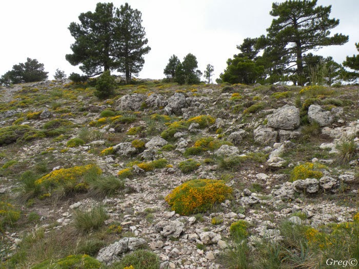 Flora Silvestre de Murcia Genista longipes