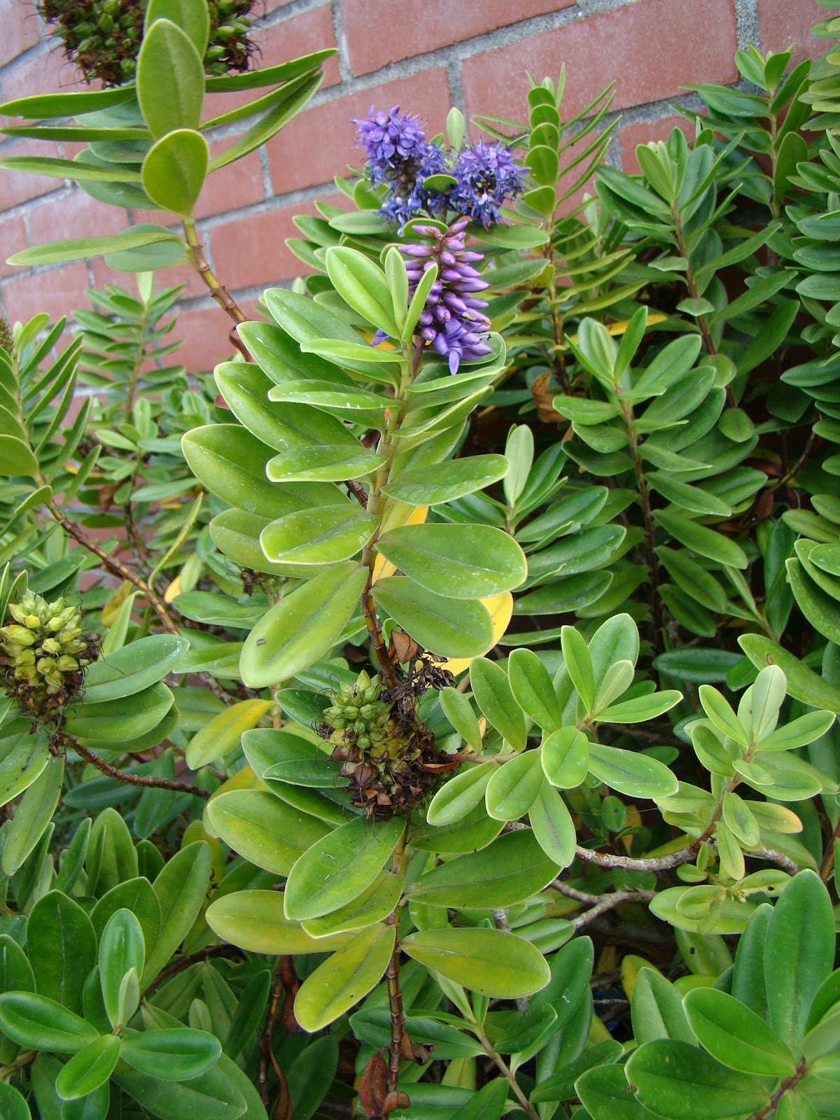 Leaves of Plants Hebe