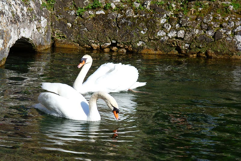 O Jardim de Ninfa Jardim Ninfa Cisne - O Jardim de Ninfa