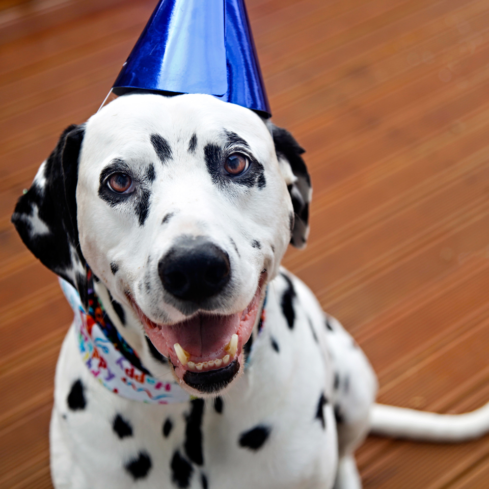 Dog Meat Birthday Cake Dog Meat Birthday Cake