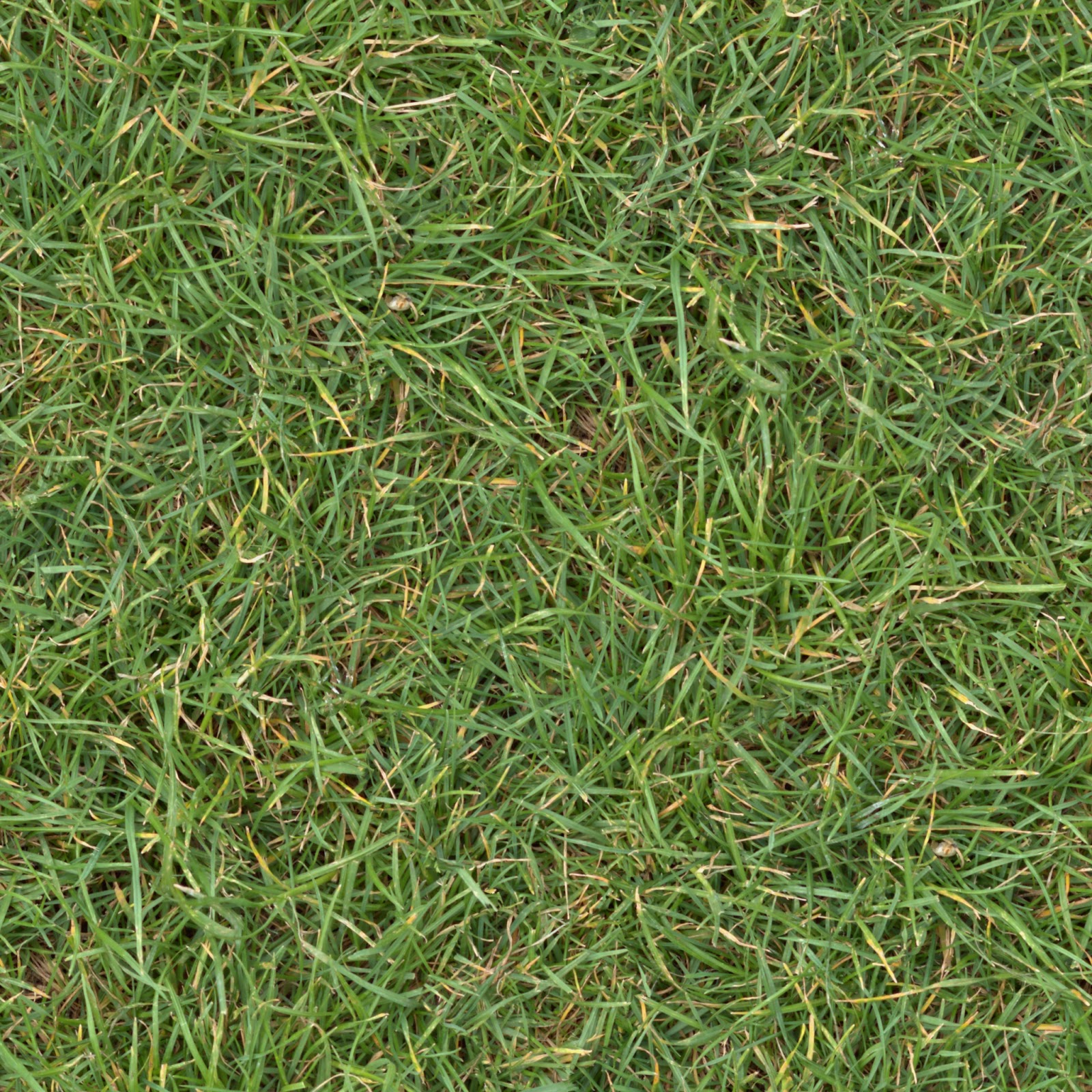 High Resolution Seamless Textures Grass 2 Turf Lawn Green Ground Field Texture 